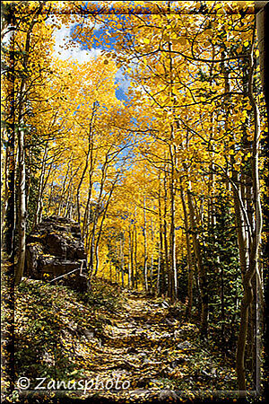 Maroon Bells, enger Waldpfad mit Aspenumrankt ist unser Weg hianb zum Lake 