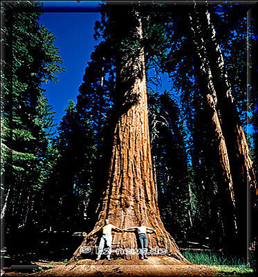 Yosemite Park, zwei Menschen stehen direkt am Baum