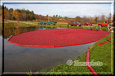 Cranberrys werden aus dem Wasserbecken gesaugt