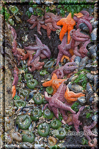 Vancouver Island, diese Ansicht gibt es eigentlich nur wenn Ebbe herrscht