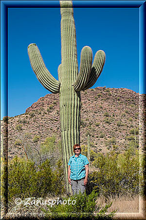 Organ Pipe, hier wird wieder ein Grössenvergleich vom Mensch zum Saguaro dargestellt