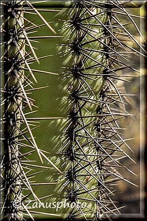 Tucson, die Detailansicht zeigt lange Dornenspitzen die den Kaktus vor Fresfeinden schützen sollen