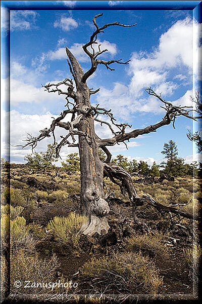 Craters of the Moon, übrig gebliebene Baumreste in der Landschaft