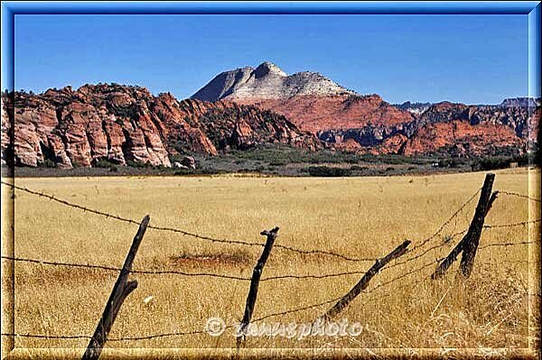 Kolob Terrace, goldgelbes Gras das nicht zu übersehen ist steht auf den Wiesen neben der Road 