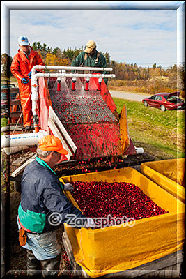 Cranberrys durchlaufen eine Waschanlage