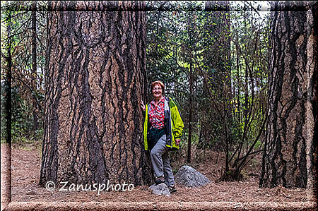 Yosemite Park, ein ganz dicker hoher Baum neben dem meine Begleiterin steht