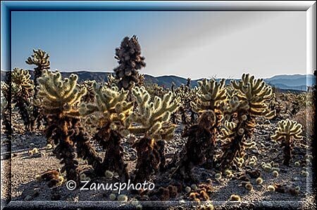 Joshua Tree, hier sehen wir das Foto des gefährlichen Kaktus der frei im Gelände anzutreffen ist