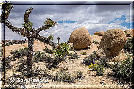 Joshua Tree, ein kleinerer Joshua befndet sich vor der Felsgruppe dahinter