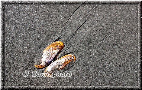 Bunte Muschelschalen im Sand der Beach