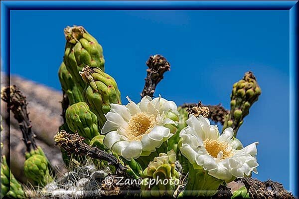 Tucson, ganz aus der Nähe haben wir diese beiden Blüten eines Saguaros gefunden