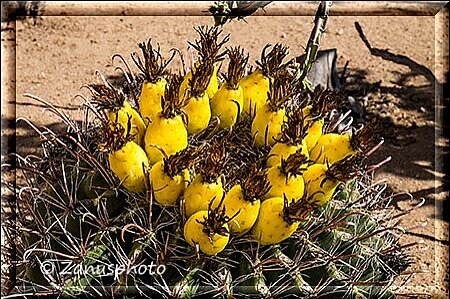 San Xavier del Bac, leider ist dieser Kaktus schon verblüht den wir gefunden haben