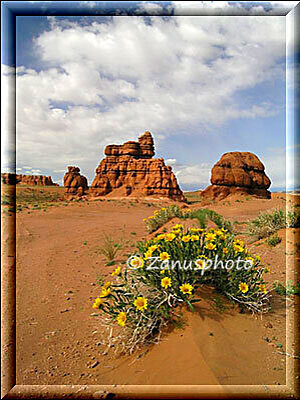 Goblin Valley, nahe der Einfahrt finden wir diese Blumen im Sand