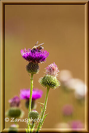 Maroon Bells Lake, eine Biene beim Pollensammeln auf einer Distel