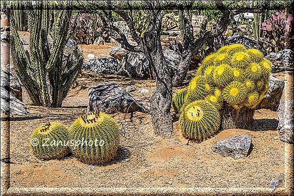 San Xavier del Bac, in dieser Mission finden wir aber noch andere Kakteen