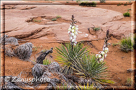 Canyon de Chelly, irgendwo finden wir eine blühende Yucca die am Canyon Rand steht