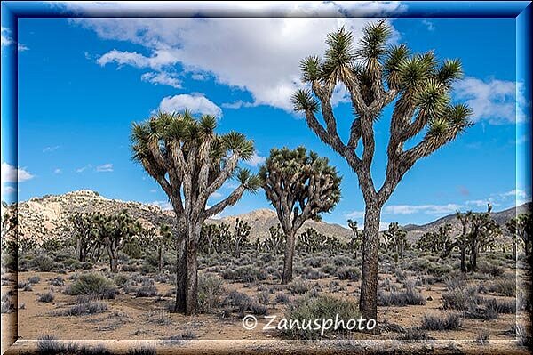 Joshua Tree, so schaut hier ein Wald aus den Joshua Trees aus