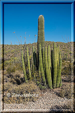 Organ Pipe, von den kurzen Orgelpfeiffen Kakteen geschützt wächst in der Mitte ein Saguaro heran