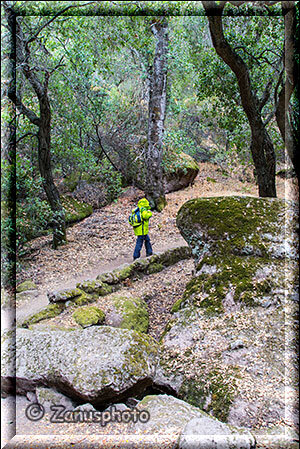 Pinnacles National Park, der Trail fürht durch den Wald entlang der Felsen