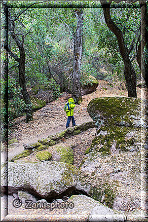Pinnacles National Park, der Trail fürht durch den Wald entlang der Felsen