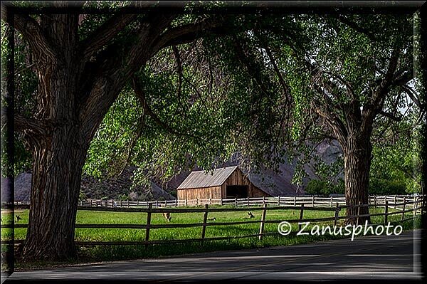 Capitol Reef, auf dieser Wiese grasen gerade noch die Rehe sie lassen sich nicht von uns stören