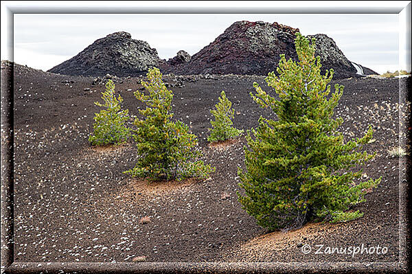 Craters of the Moon, im Lava Flow finden sich einzelne Bäumchen in der Landschaft