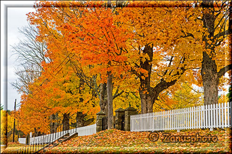 Baumreihe in Herbstfarben an einem Friedhof
