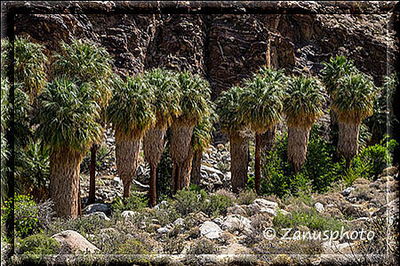 Palm Canyon, neben dem Trail erkennen wir bald einge Palmenhain Reihen